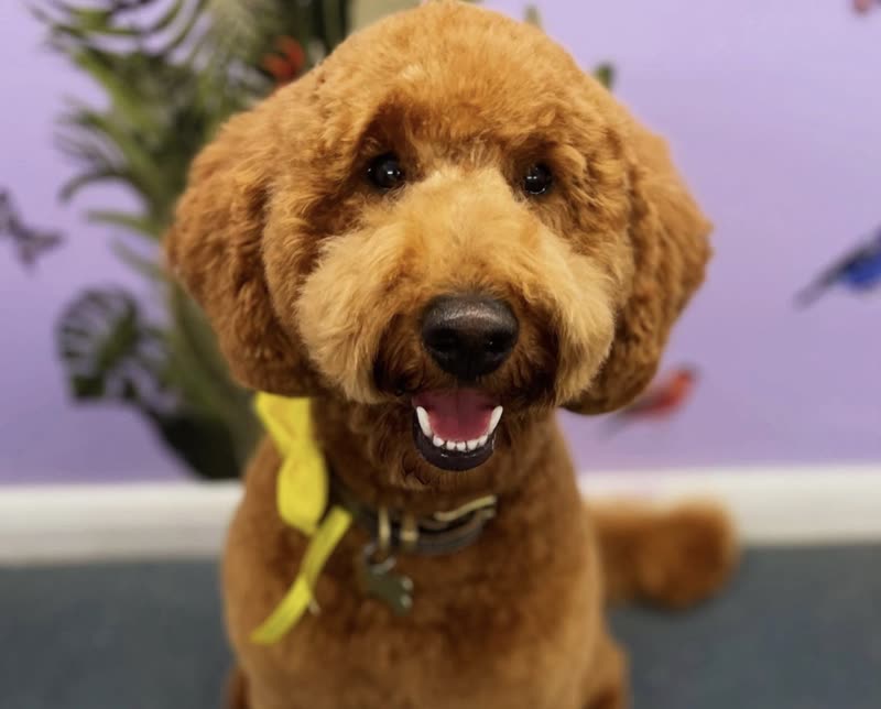 Freshly groomed apricot doodle with a rounded teddy-bear cut and yellow bandana, smiling in front of the salon's purple mural wall