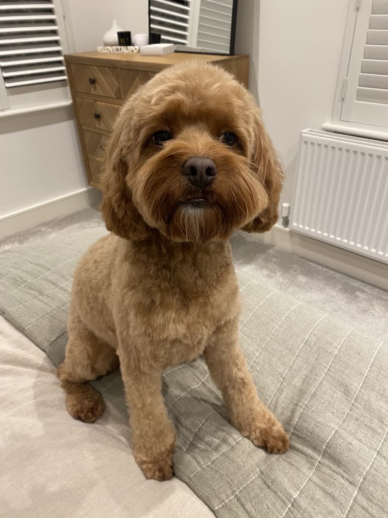 Neatly groomed red cockapoo sitting on a bed showing a full tidy body clip